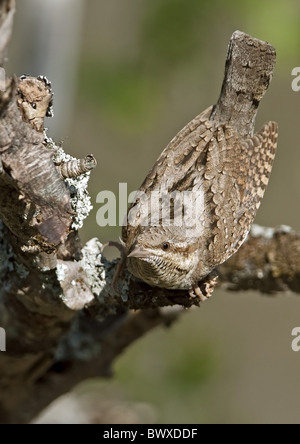 Eurasische Wendehals (Jynx Torquilla) Erwachsene, anzeigen, thront auf Zweig, Finnland, kann Stockfoto