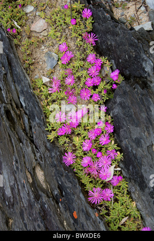 Rosa Ice Pflanzen, Delosperma Patersoniae, Mittagsblumengewächsen, wachsen auf einem Rocky Beach, Tsitsikamma Naturschutzgebiet, Südafrika. Stockfoto