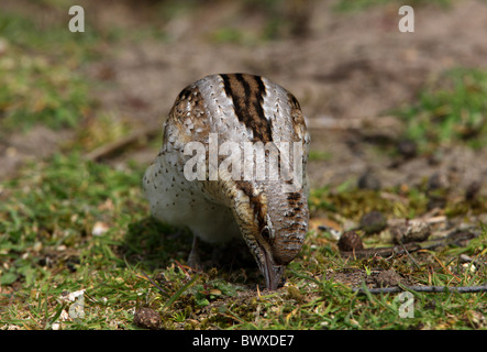 Eurasische Wendehals (Jynx Torquilla) Erwachsenen, ernähren sich von Ameisen in sandiger Erde, Norfolk, England, april Stockfoto