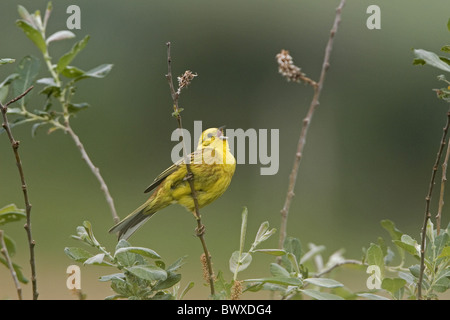 Goldammer (Emberiza Citrinella) Männchen, singen, thront im Busch, England, Juni Stockfoto