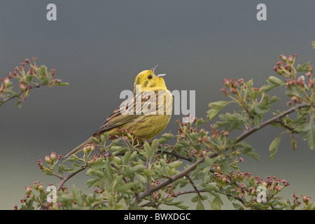 Goldammer (Emberiza Citrinella) Männchen, singen, thront im Weißdorn Busch, England, Juli Stockfoto