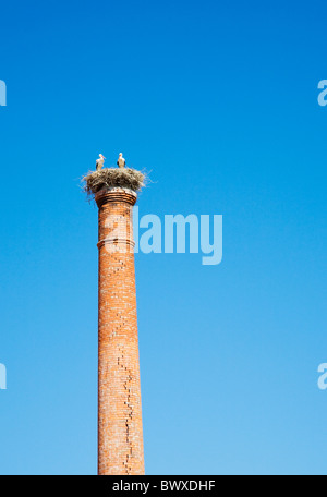 Stielen sitzen in ihrem Nest auf einem alten Schornstein in Portimao, Algarve, Portugal. Stockfoto