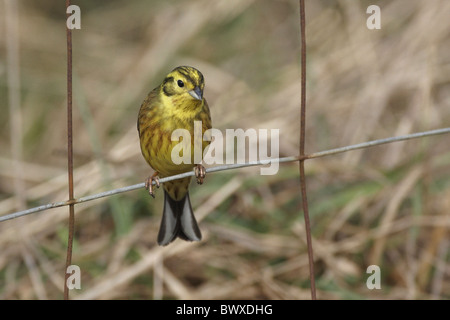 Goldammer (Emberiza Citrinella) Männchen, thront auf Draht Zaun, Leicestershire, England, winter Stockfoto
