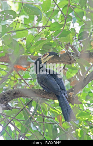 Afrikanische Pied Hornbill (Tockus Fasciatus) Erwachsenen, thront im Baum, Gambia, Dezember Stockfoto