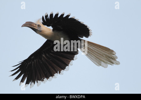 White-crowned Hornbill (Berenicornis Comatus) Erwachsene im Flug, Kinabatangan Fluss, Sabah, Borneo, Malaysia, März Stockfoto