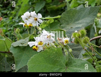 Kap-Lager-Rose, afrikanische Hanf oder afrikanischen Linden, Sparrmannia Africana, Tiliaceae. (Malvaceae). Tsitsikamma, Südafrika. Stockfoto