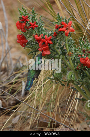 Funkelnde Violetear (Colibri Coruscans) Männchen, während des Fluges, schweben und Fütterung auf der Blume, Jujuy, Argentinien, Januar Stockfoto