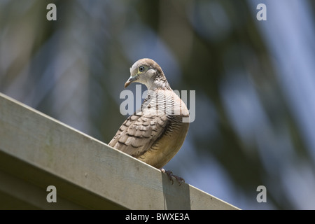 Zebra Taube (Geopelia Striata) Erwachsenen, gehockt Haus Dach, Palawan Island, Philippinen, Mai Stockfoto