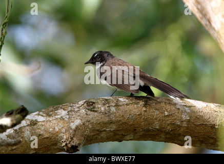 Trauerschnäpper Fantail (Rhipidura Javanica Boa c. Longicauda) Erwachsene, thront auf Zweig, Sabah, Borneo, Malaysia, Januar Stockfoto