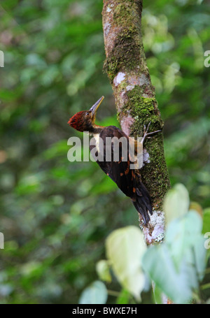 Orange-backed Woodpecker (Reinwardtipicus Validus Xanthopygius) Männchen, klammerte sich an Baumstamm, N.P. Kinabalu, Sabah, Borneo, Malaysia, Januar Stockfoto