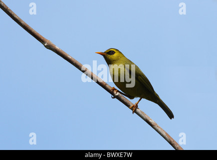 Berg Blackeye (Chlorocharis Emiliae) Erwachsene, thront auf Zweig, Crocker Range N.P., Sabah, Borneo, Malaysia, Januar Stockfoto