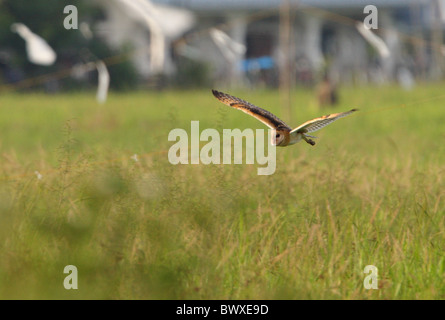 Östlichen Grass-Eule (Tyto Longimembris Amauronata) Erwachsenen, auf der Flucht, Jagd auf Paddyfield, Sabah, Borneo, Malaysia, Januar Stockfoto