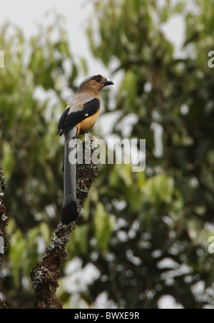 Bornean Treepie (Dendrocitta Cinerascens) Erwachsenen, thront am Haken, N.P. Kinabalu, Sabah, Borneo, Malaysia, Januar Stockfoto