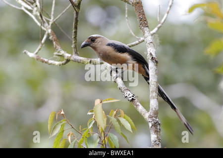 Bornean Treepie (Dendrocitta Cinerascens) Erwachsene, März thront auf Ast im Wald, Gunung Kinabalu, Sabah, Borneo, Malaysia, Stockfoto