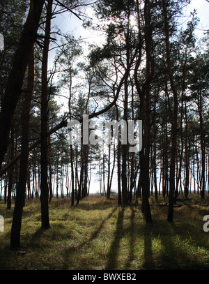 Sonnenstrahlen im Herbst Wald Stockfoto