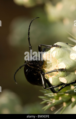 Langen Hörnern Kaktus Käfer (Moneilema Gigas) - Feeds Arizona - Fütterung auf Cholla Cactus - auf viele Arten von Kakteen Stockfoto