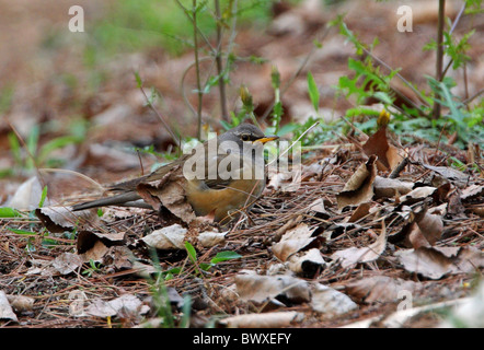 Eyebrowed Drossel (Turdus Obscurus) Männchen, Nahrungssuche in Laubstreu, Beidaihe, Hebei, China, kann Stockfoto