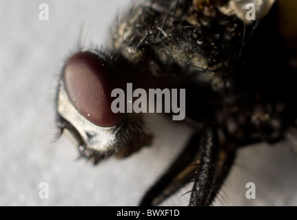 Makro-Foto von einem gefrorenen Haus fliegen (Diptera sp.) Stockfoto