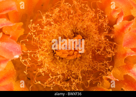 Ferocactus Wislizenii, Angelhaken Barrel Cactus, Sonora-Wüste Arizona Stockfoto