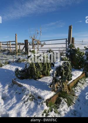 Ein Gemüse Hochbeet mit Schnee bedeckt. Lincolnshire, England. Stockfoto