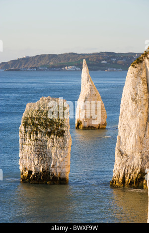 Die Pinnacles, Studland, Dorset, Großbritannien Stockfoto