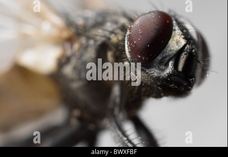 Makro-Foto von einem gefrorenen Haus fliegen (Diptera sp.) Stockfoto