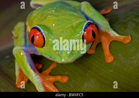 Rotäugigen Baumfrosch (Agalychnis Callidryas) Captive - Südamerika Stockfoto