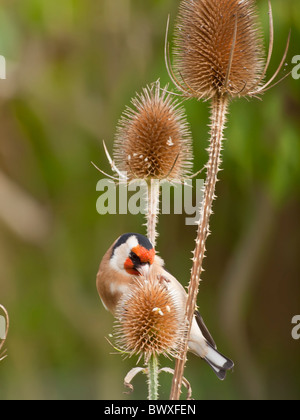 Stieglitz auf eine Karde Stockfoto