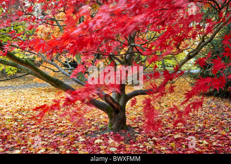 Herbstfärbung im Westonbirt Arboretum, in der Nähe von Tetbury in Gloucestershire Stockfoto