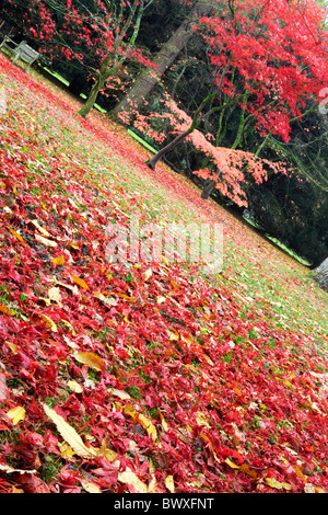 Herbstfärbung im Westonbirt Arboretum, in der Nähe von Tetbury in Gloucestershire Stockfoto