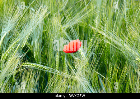 Eine einzelne Mohnblume in einem Feld von Gerste auf Snowshill in Gloucestershire Stockfoto