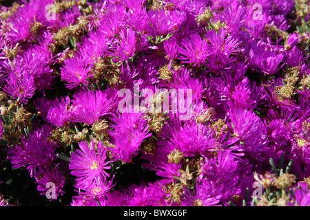 Rosae Eis Pflanze, Drosanthemum Hispidum, Mittagsblumengewächsen. Plettenberg, Südafrika. Sie sind bekannt als Dewflowers oder Vygies. Stockfoto