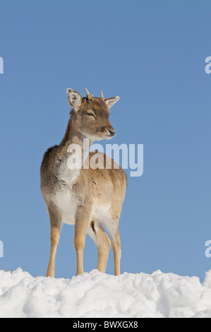 Damhirsch im Winter (gefangen) Stockfoto