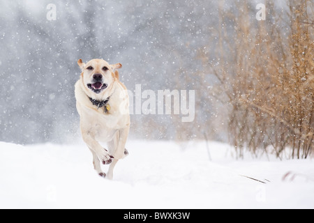 Gelber Labrador Retriever Hund im Schnee laufen. Stockfoto