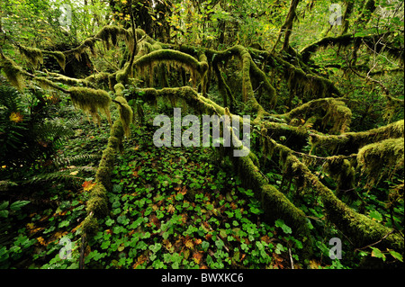 Queets River Basin, Olympic Nationalpark, Washington Stockfoto