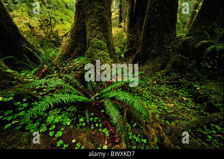 Queets River Basin, Olympic Nationalpark, Washington Stockfoto