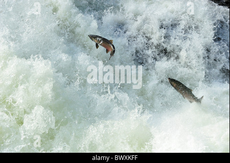 Coho oder Silberlachs, Oncorhynchus Kisutch, Sol Duc River, Olympic Nationalpark, Washington Stockfoto