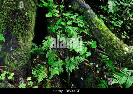 Queets River Basin, Olympic Nationalpark, Washington Stockfoto