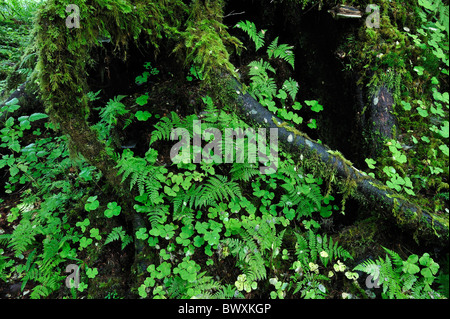 Queets River Basin, Olympic Nationalpark, Washington Stockfoto