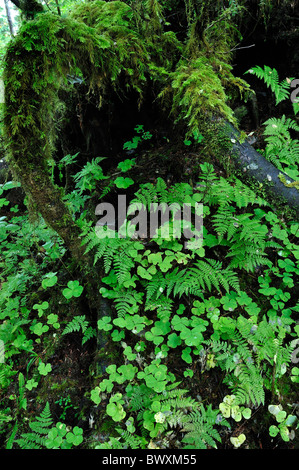 Queets River Basin, Olympic Nationalpark, Washington Stockfoto