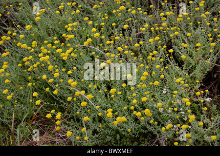 Gelbe Blumen Fynbos, Featherbed Nature Reserve, Knysna, Western Cape, Südafrika. Stockfoto