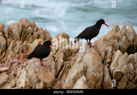 Afrikanischen Austernfischer oder afrikanische schwarze Austernfischer Haematopus Moquini, Haematopodidae. Tsitsikamma Naturschutzgebiet. Stockfoto