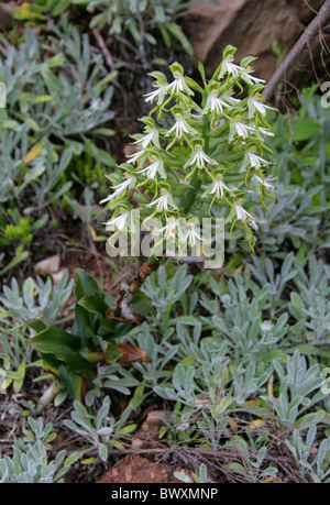 Grünes Holz Orchidee, Bonatea Speciosa, Orchidaceae. Wilde Muster wachsen im Featherbed Nature Reserve, Knysna, Südafrika. Stockfoto