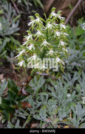 Grünes Holz Orchidee, Bonatea Speciosa, Orchidaceae. Wilde Muster wachsen im Featherbed Nature Reserve, Knysna, Südafrika. Stockfoto