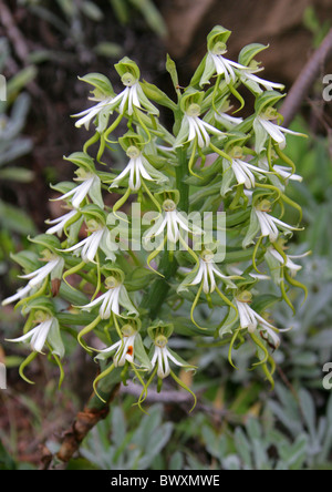 Grünes Holz Orchidee, Bonatea Speciosa, Orchidaceae. Wilde Muster wachsen im Featherbed Nature Reserve, Knysna, Südafrika. Stockfoto