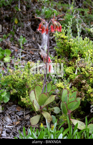 Runde blätterte Nabel-Scharte oder Schweine Ohr, Cotyledon Orbiculata, Crassulaceae. Featherbed Nature Reserve, Knysna, Südafrika. Stockfoto