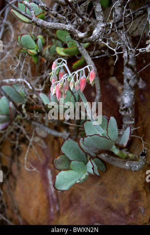 Runde blätterte Nabel-Scharte oder Schweine Ohr, Cotyledon Orbiculata, Crassulaceae. Featherbed Nature Reserve, Knysna, Südafrika. Stockfoto