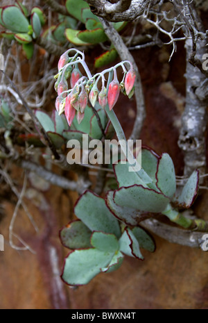 Runde blätterte Nabel-Scharte oder Schweine Ohr, Cotyledon Orbiculata, Crassulaceae. Featherbed Nature Reserve, Knysna, Südafrika. Stockfoto