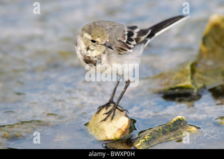 Juvenile weiße Bachstelze Motacilla Alba Alba auf einem Felsen Stockfoto