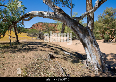 Murchison River Schlucht hinunter Hawkes Head Aussichtspunkt in der Nähe von Kalbarri in Western Australia, umrahmt von einem Eukalyptusbaum Stockfoto